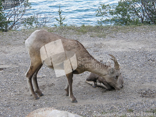 Image of Elk in the Rocky Mountains