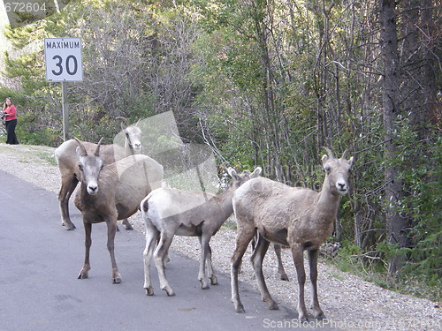 Image of Elk in the Rocky Mountains