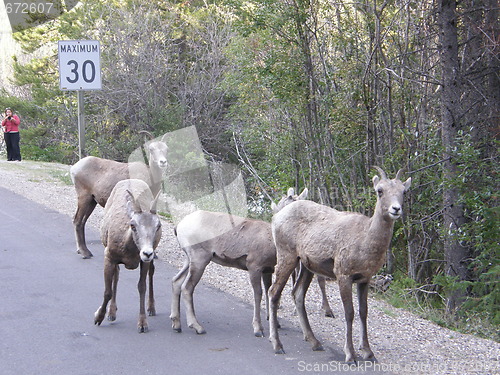 Image of Elk in the Rocky Mountains