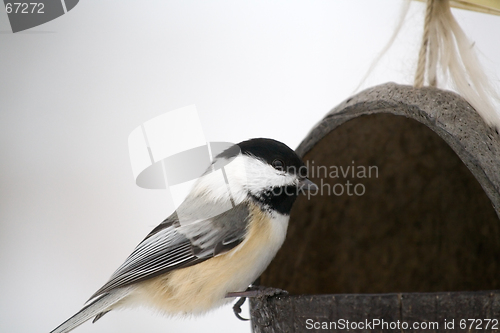 Image of Chickadee at Feeder