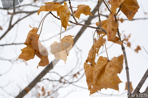 Image of Winter Leaves