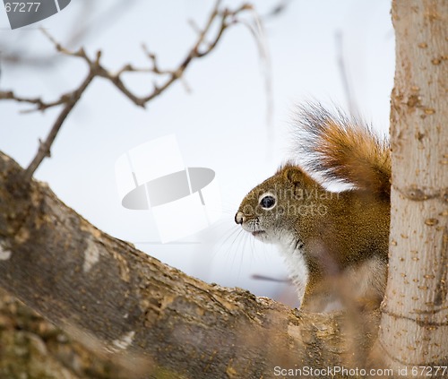 Image of Hidden Red Squirrel