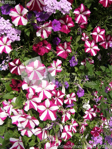 Image of Petunia Flowers