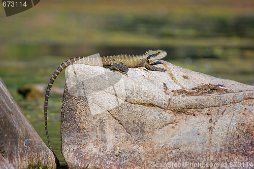 Image of dragon lizard on rock