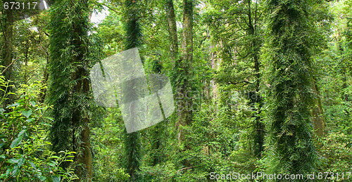 Image of beautiful dorrigo world heritage rainforest
