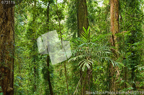 Image of beautiful dorrigo world heritage rainforest