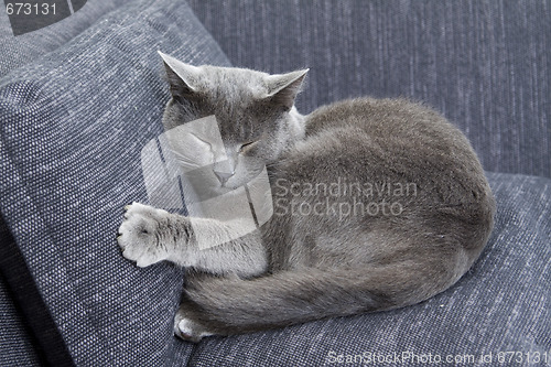 Image of gray cat on a sofa