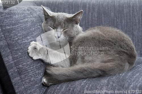 Image of gray cat on a sofa