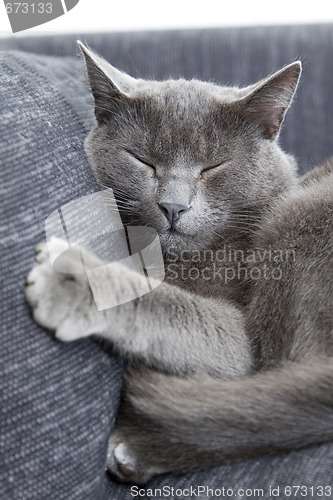 Image of gray cat on a sofa