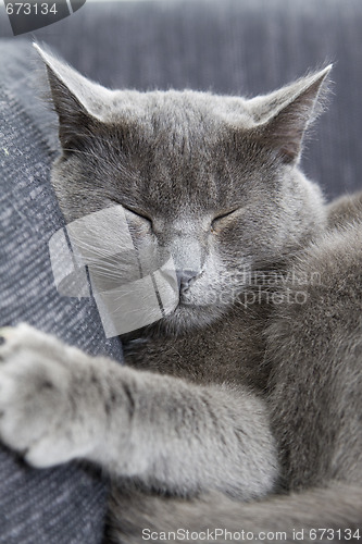 Image of gray cat on a sofa