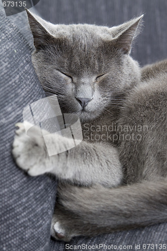 Image of gray cat on a sofa