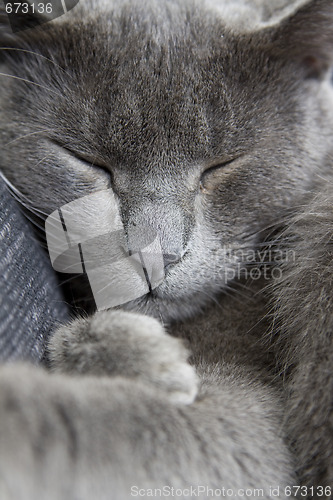 Image of gray cat on a sofa