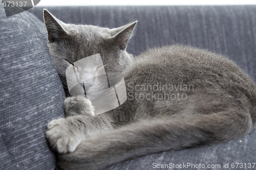 Image of gray cat on a sofa