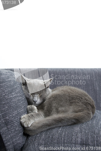 Image of gray cat on a sofa