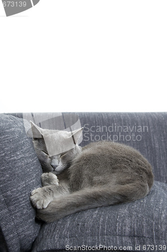 Image of gray cat on a sofa