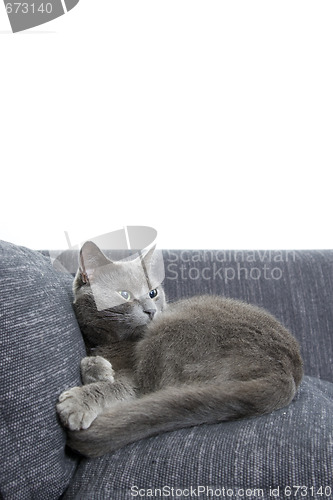 Image of gray cat on a sofa