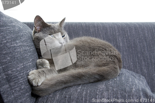 Image of gray cat on a sofa