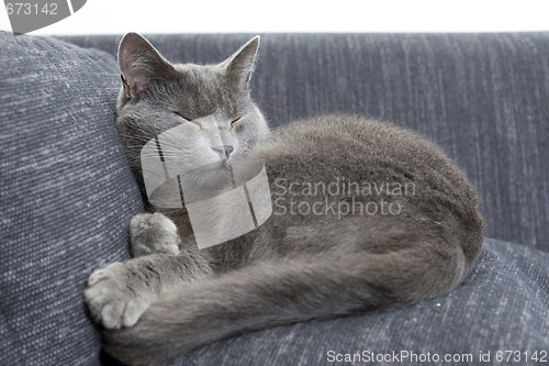 Image of gray cat on a sofa