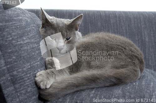 Image of gray cat on a sofa