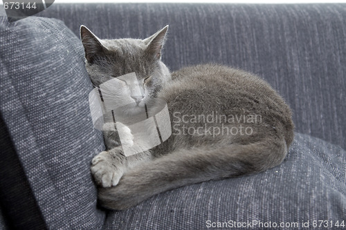 Image of gray cat sleeping on a sofa