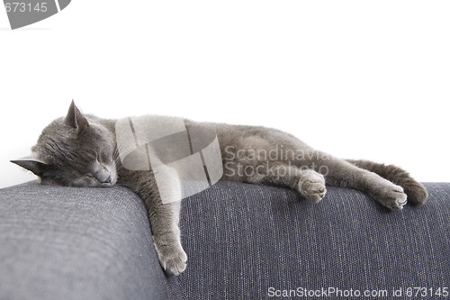 Image of gray cat on a sofa