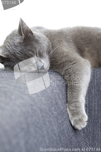 Image of gray cat sleeping on a sofa
