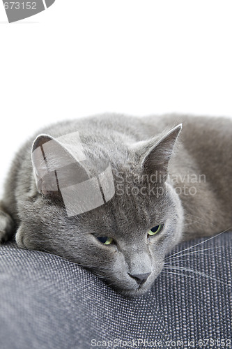 Image of gray cat on a sofa