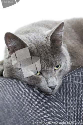 Image of gray cat on a sofa