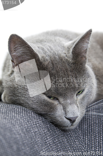 Image of gray cat on a sofa