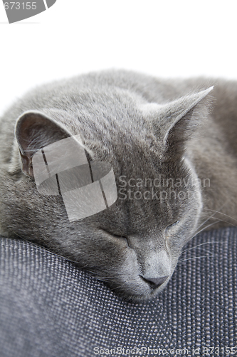 Image of gray cat sleeping on a sofa