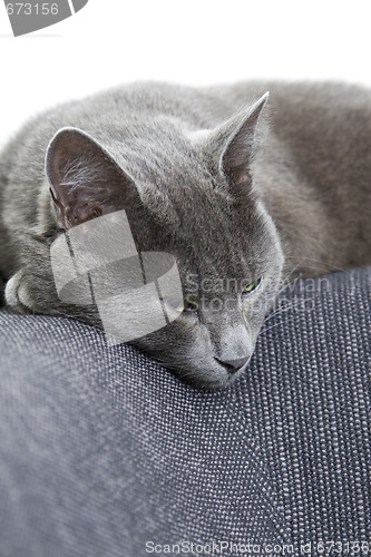 Image of gray cat sleeping on a sofa