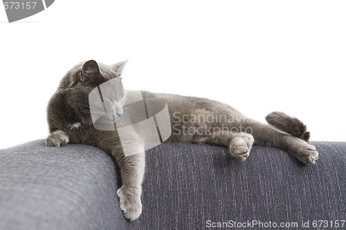 Image of gray cat on a sofa