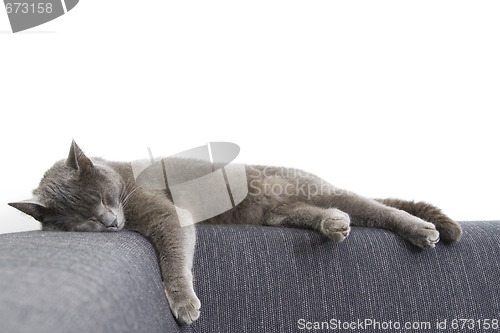 Image of gray cat on a sofa