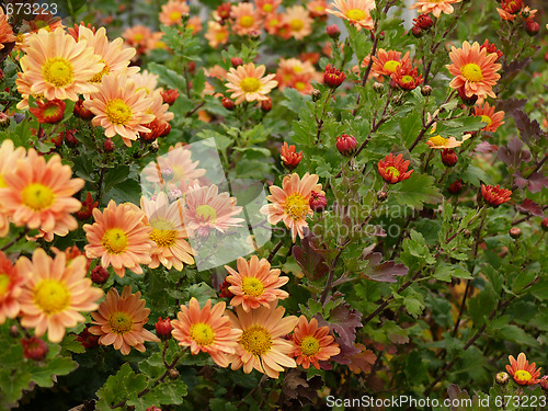 Image of orange daisies