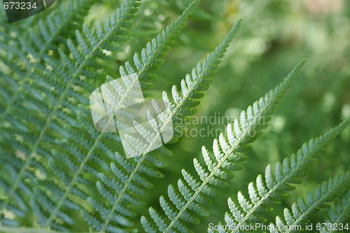 Image of Lady Fern Frond