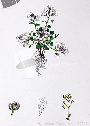 Image of Botanical Print, Mountain Scurvy Grass, 19th century