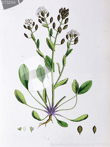 Image of Botanical Print,Long Leaved Scurvy Grass, 19th century