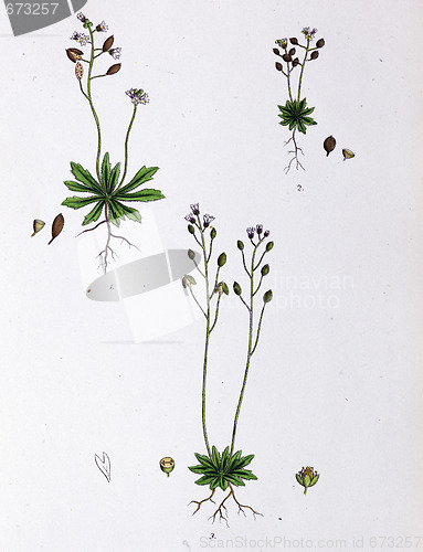 Image of Botanical Print,Common Whitlow Grass, 19th century