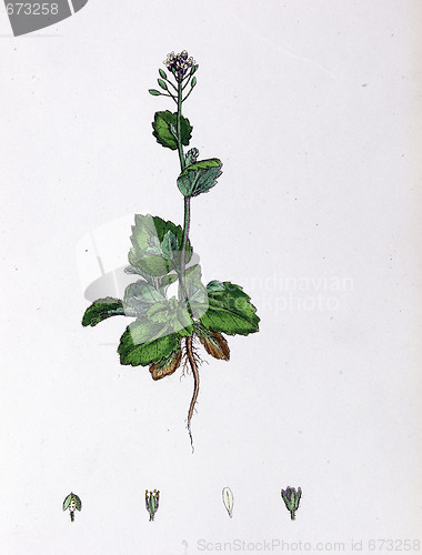 Image of Botanical Print,Speedwell Leaved Whitlow Grass, 19th century