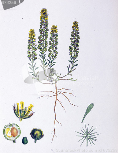 Image of Botanical Print,Alyssum Calycinum, 19th century