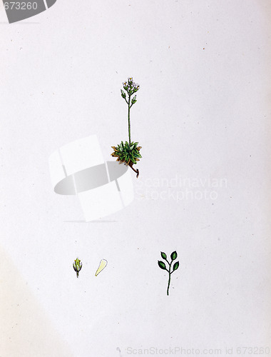 Image of Botanical Print,Rock Whitlow Grass, 19th century