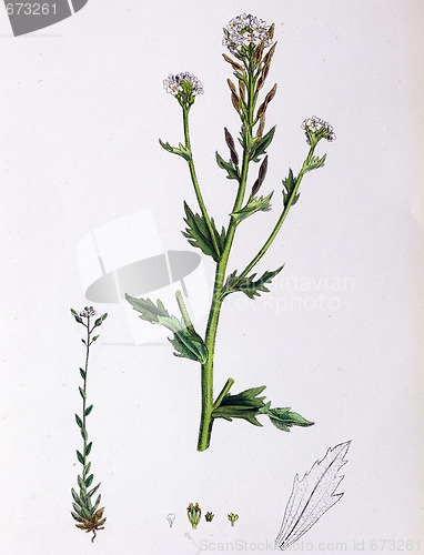 Image of Botanical Print,Twisted Podded Whitlow Grass, 19th century