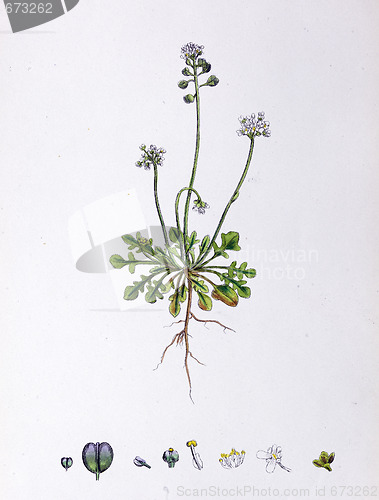 Image of Botanical Print,Freen Alpine Penny Cress, 19th century