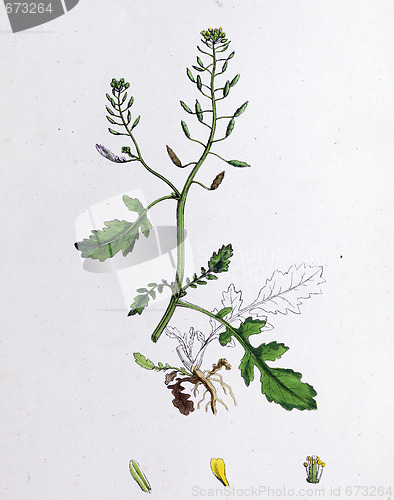 Image of Botanical Print, Nasturtium palustre, Marsh Yellow - cress, 19th