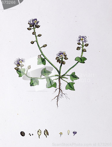 Image of Botanical Print,Hastate Leaved Scurvy Grass, 19th century