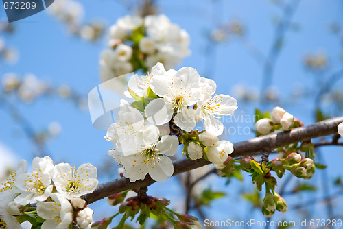 Image of Blossoming cherry