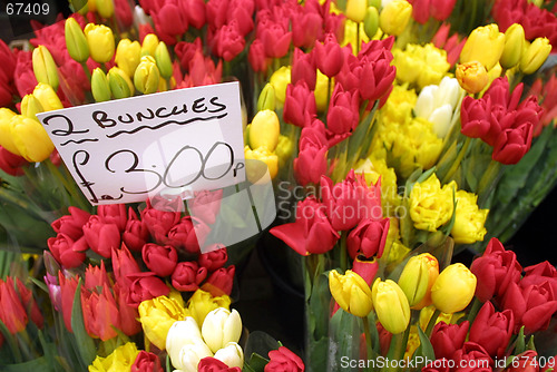 Image of Tulips