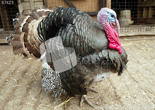 Image of Turkey