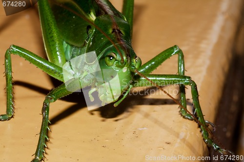 Image of Green grasshopper