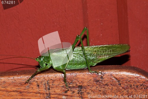 Image of green grasshopper